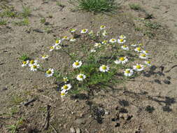 Image of scentless false mayweed