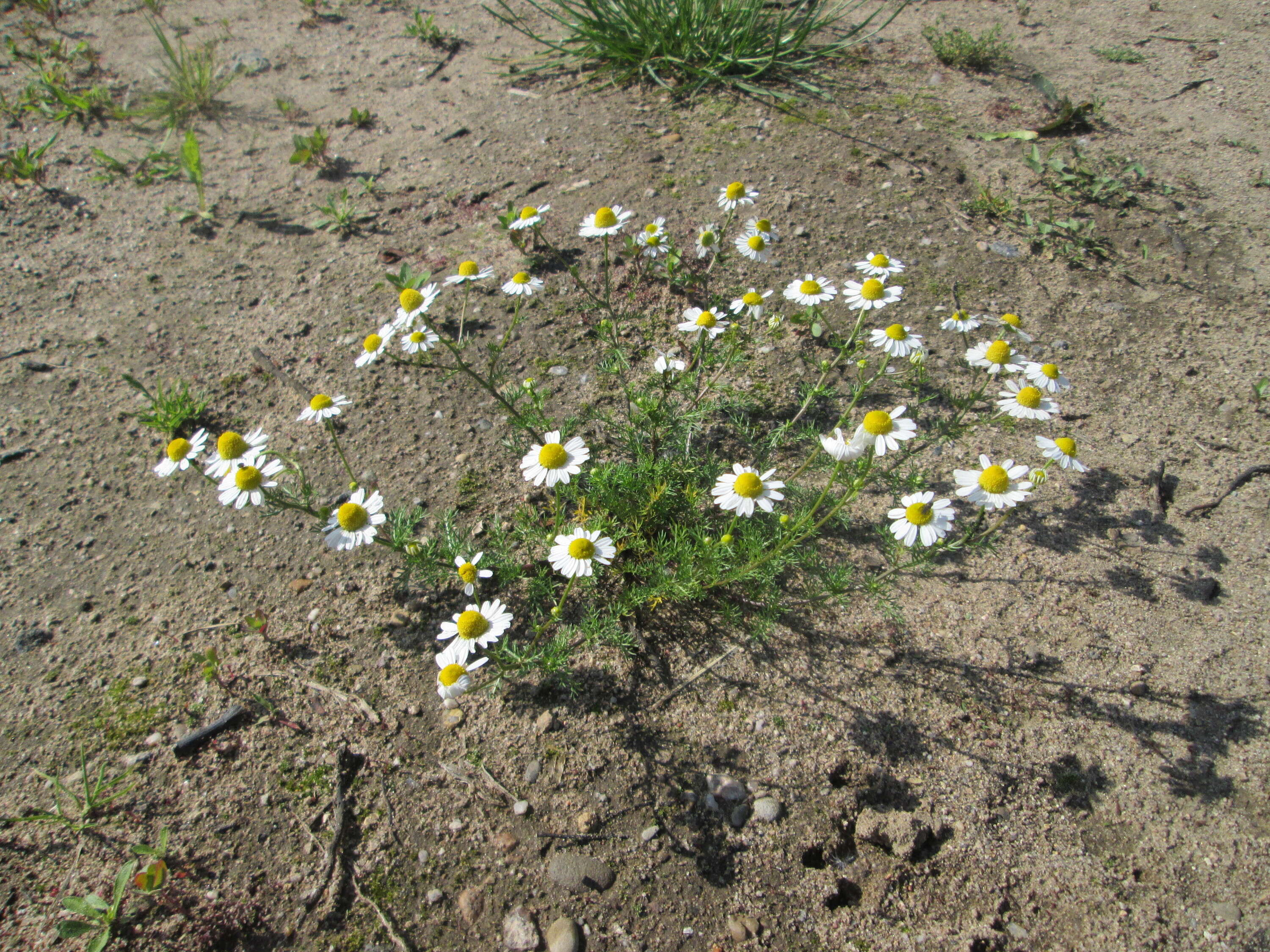 Imagem de Tripleurospermum inodorum (L.) Sch.-Bip