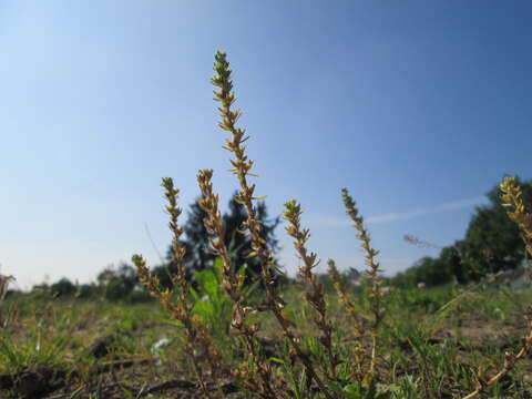 Image of common speedwell