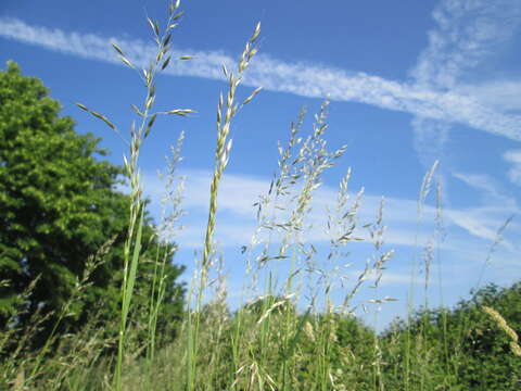 Image of Button Grass