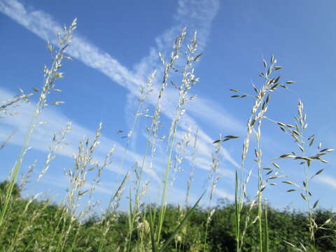 Image of Button Grass