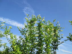 Image of European privet