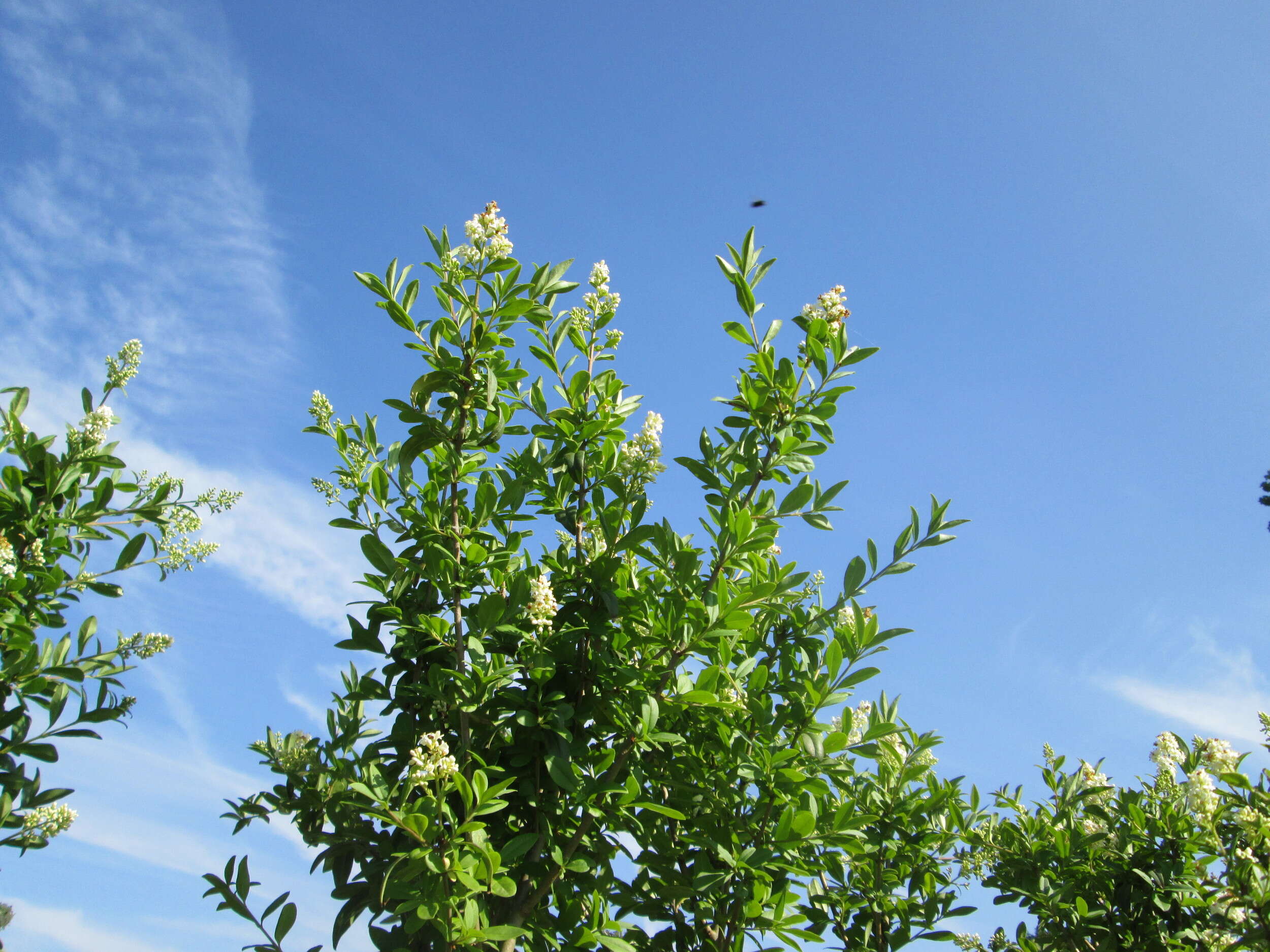 Image of European privet