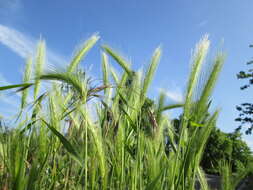 Image of mouse barley