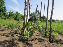 Image of tomato