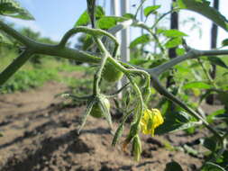 Image of tomato