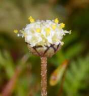 Image of Slender button daisy