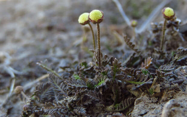 Image of Slender button daisy