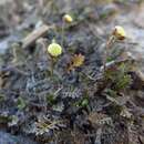 Image de Leptinella filiformis (Hook. fil.) D. G. Lloyd & C. J. Webb