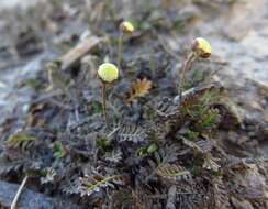 Image of Slender button daisy