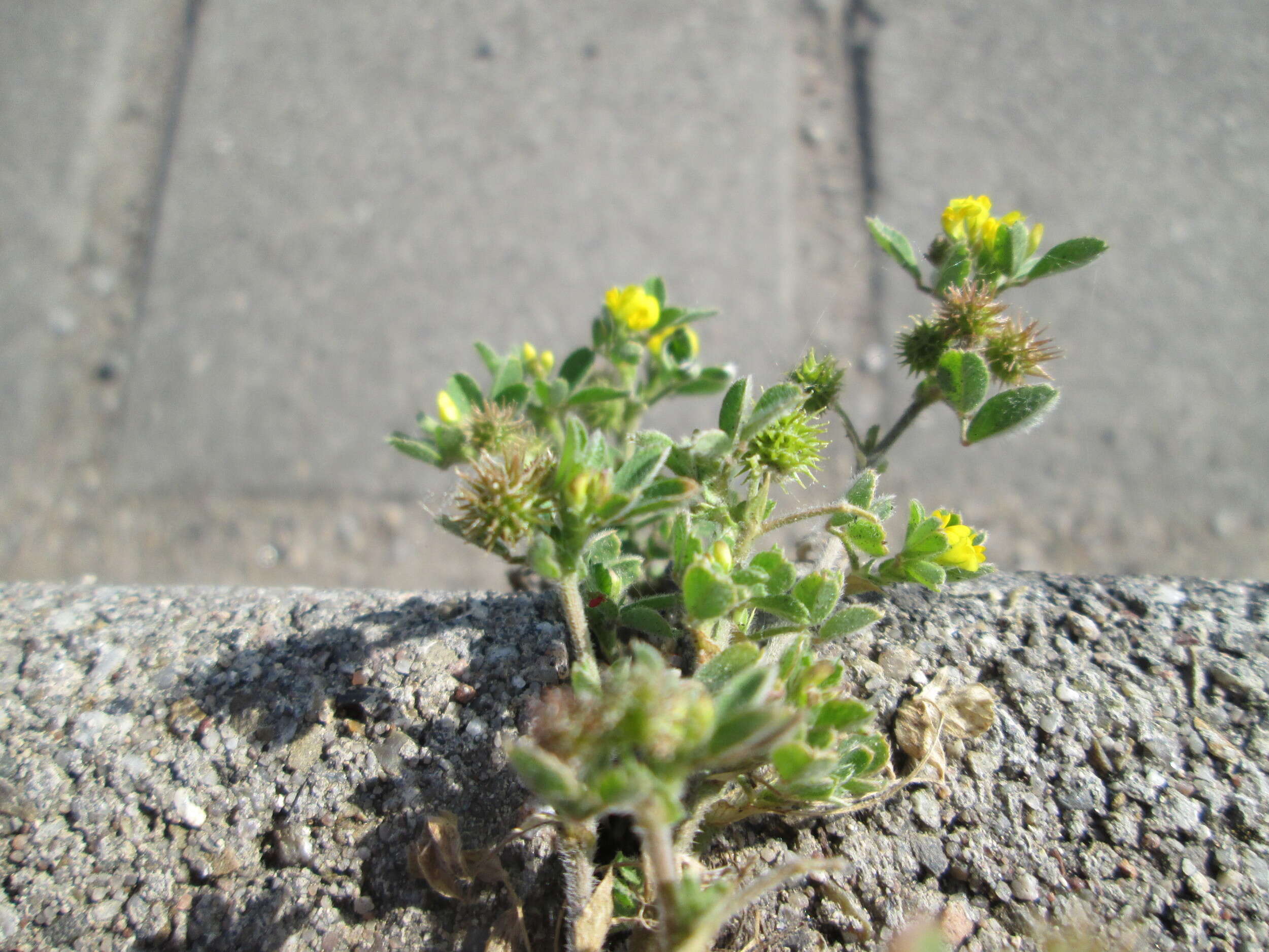 Image of bur medick