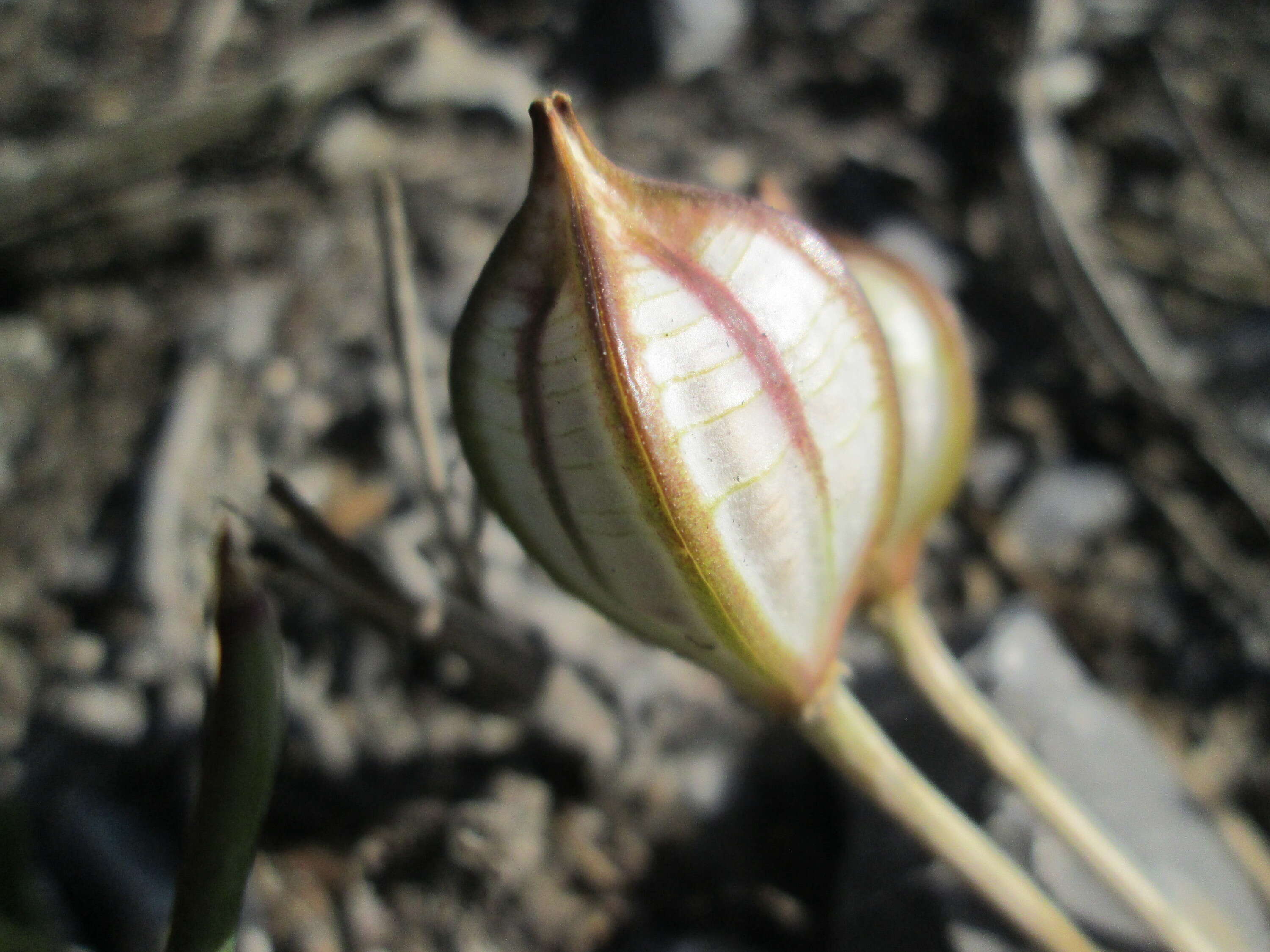 Image of Tulipa turkestanica (Regel) Regel