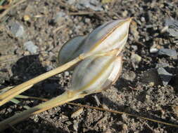 Image of Tulipa turkestanica (Regel) Regel