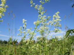 Image of White bedstraw