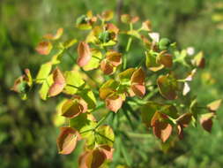 Image de Euphorbe petit cyprès