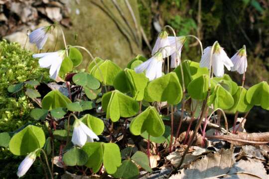 Imagem de Oxalis acetosella L.