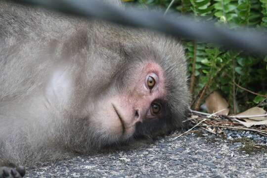 Image of Yakushima Macaque