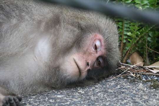 Image of Yakushima Macaque