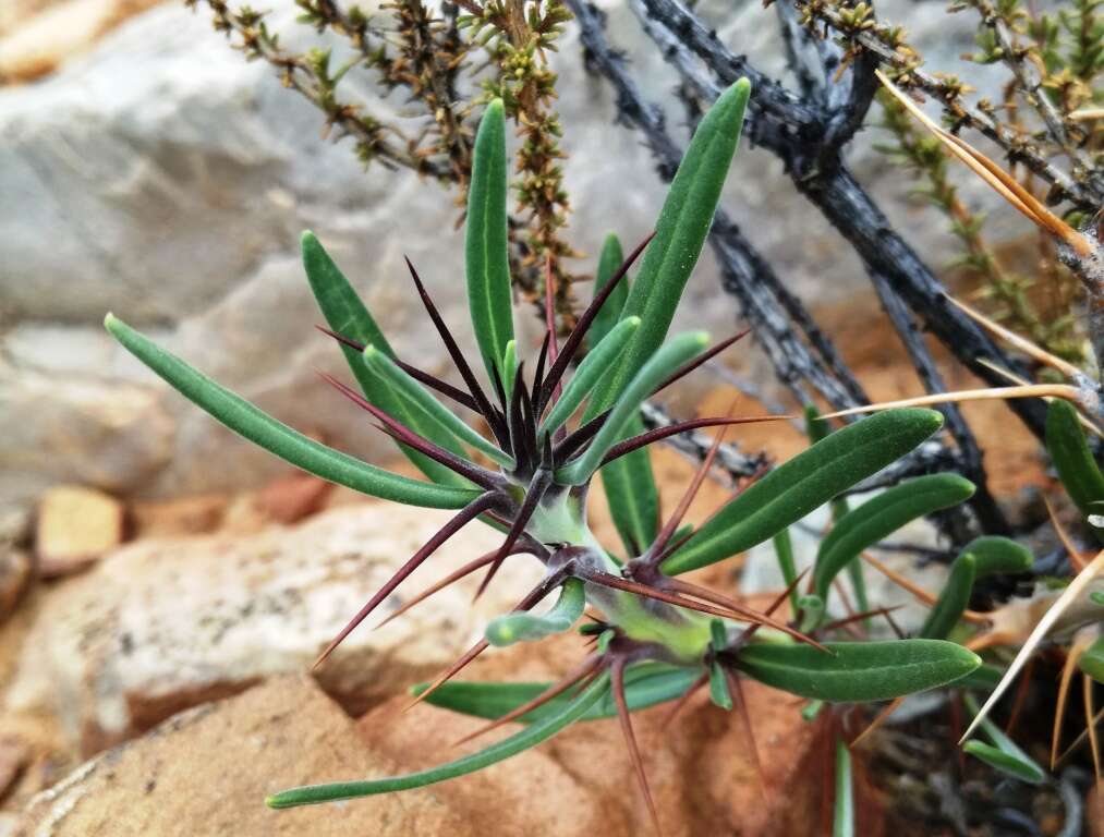 Image of Pachypodium succulentum (L. fil.) Sweet