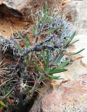 Image of Pachypodium succulentum (L. fil.) Sweet