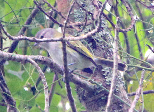 Image of Gray-capped Tyrannulet