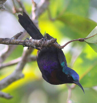 Image of Copper-throated Sunbird