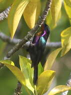 Image of Copper-throated Sunbird