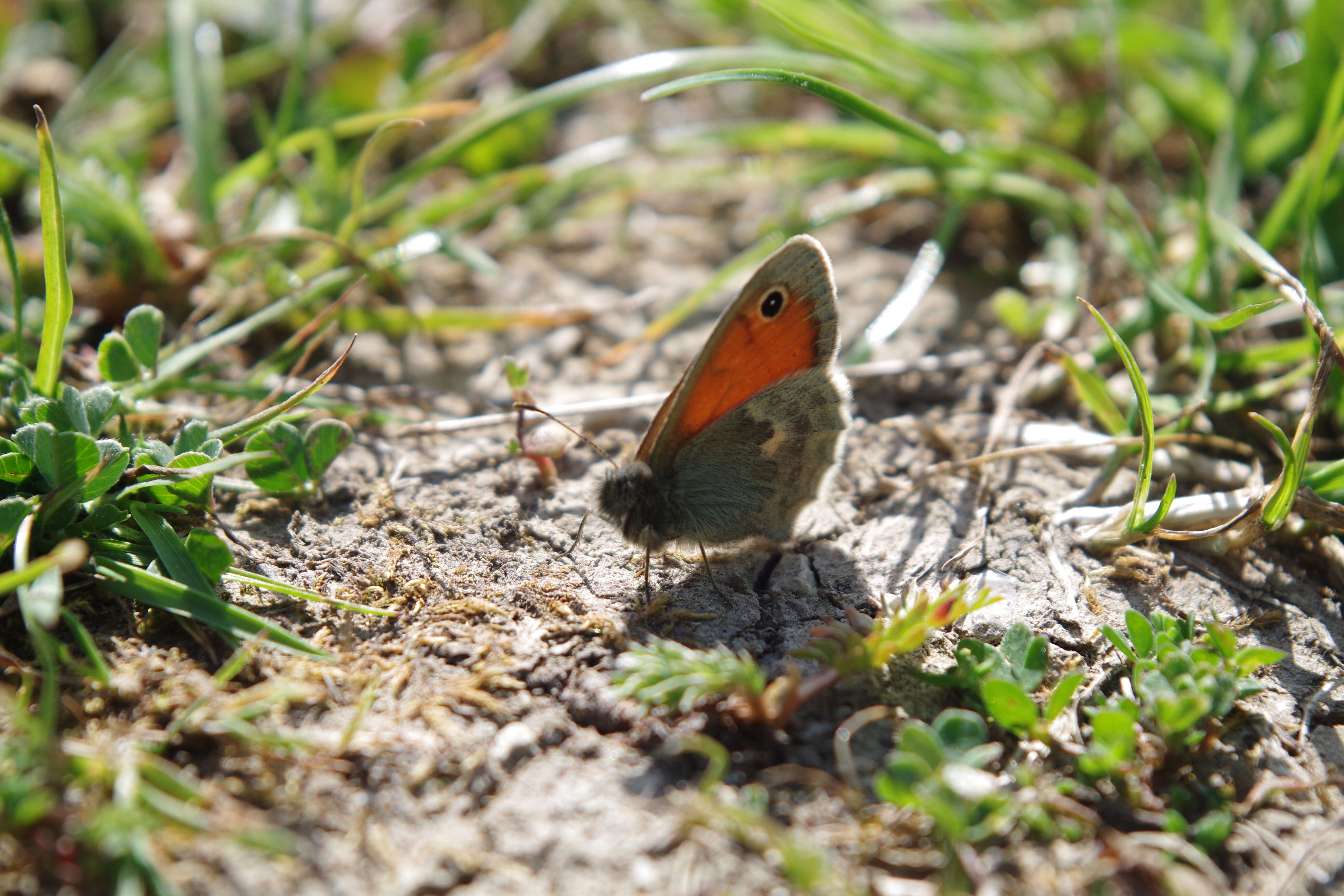 Image of small heath