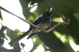 Image of Spotted Fantail