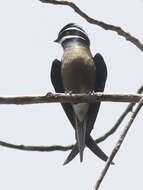 Image of Whiskered Treeswift