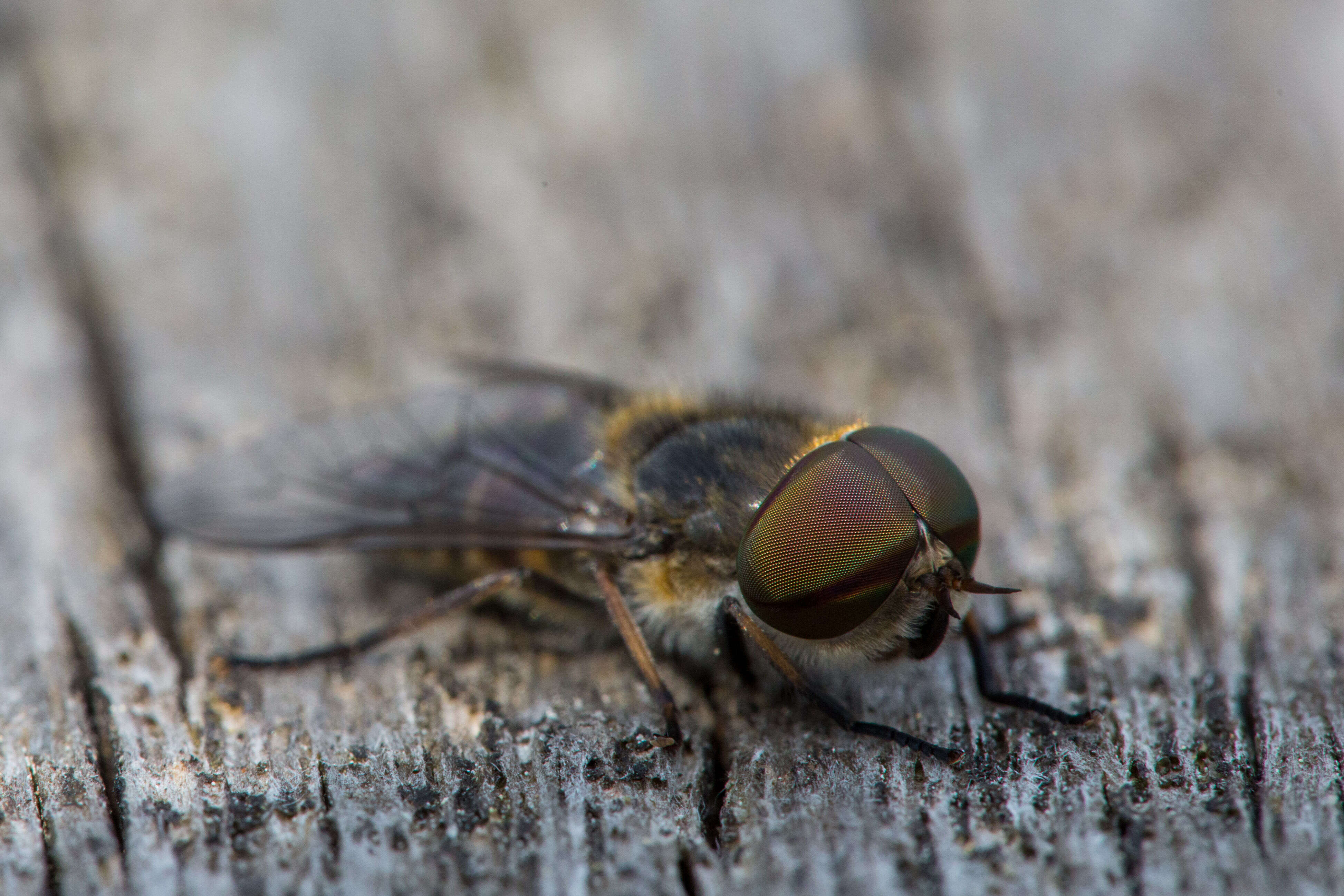 Image of horse and deer flies