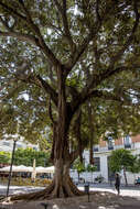 Imagem de Ficus macrophylla Desf.