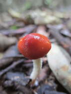 Image de Leratiomyces ceres (Cooke & Massee) Spooner & Bridge 2008