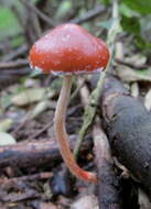 Image de Leratiomyces ceres (Cooke & Massee) Spooner & Bridge 2008