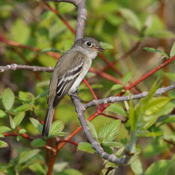 Image of Least Flycatcher