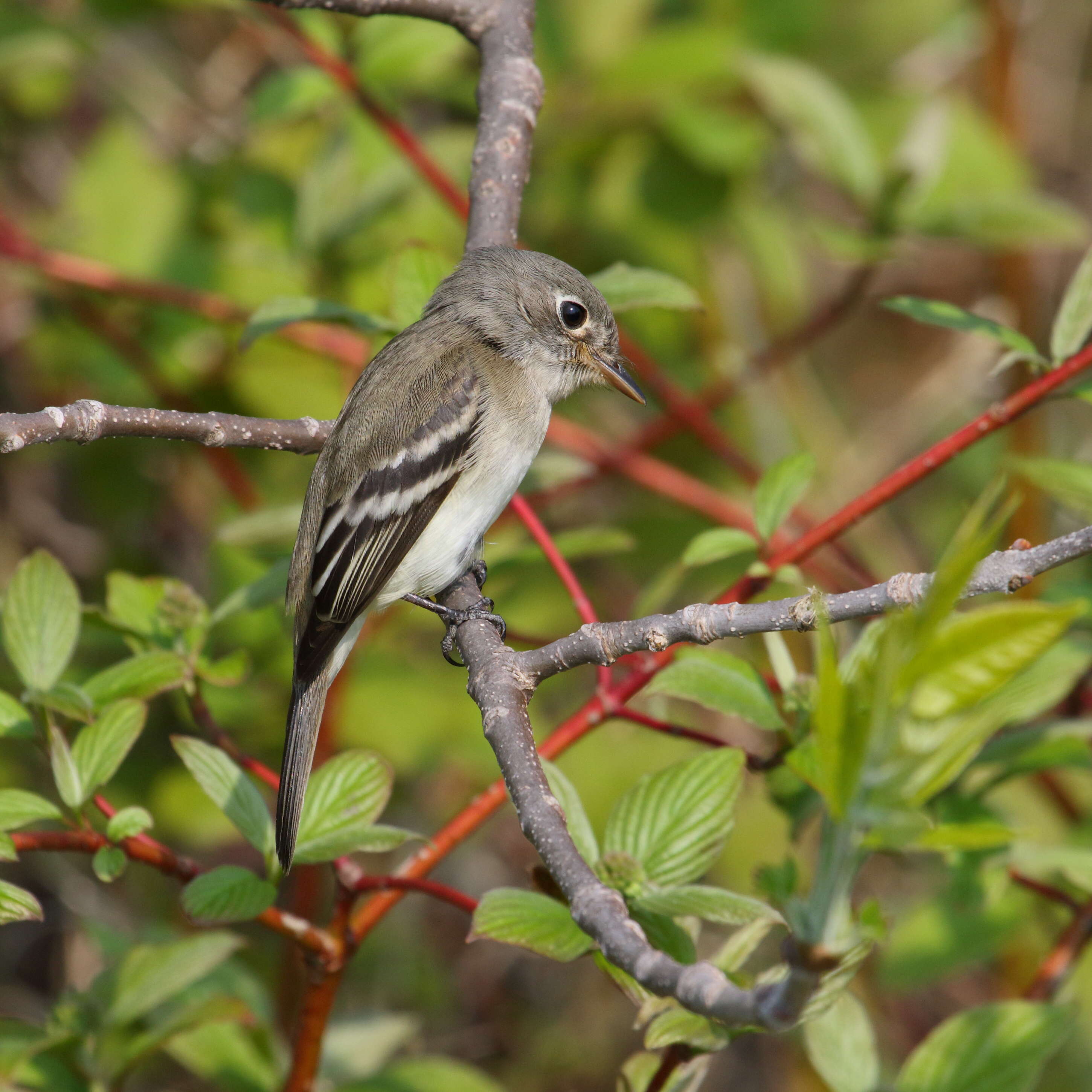 Image of Least Flycatcher