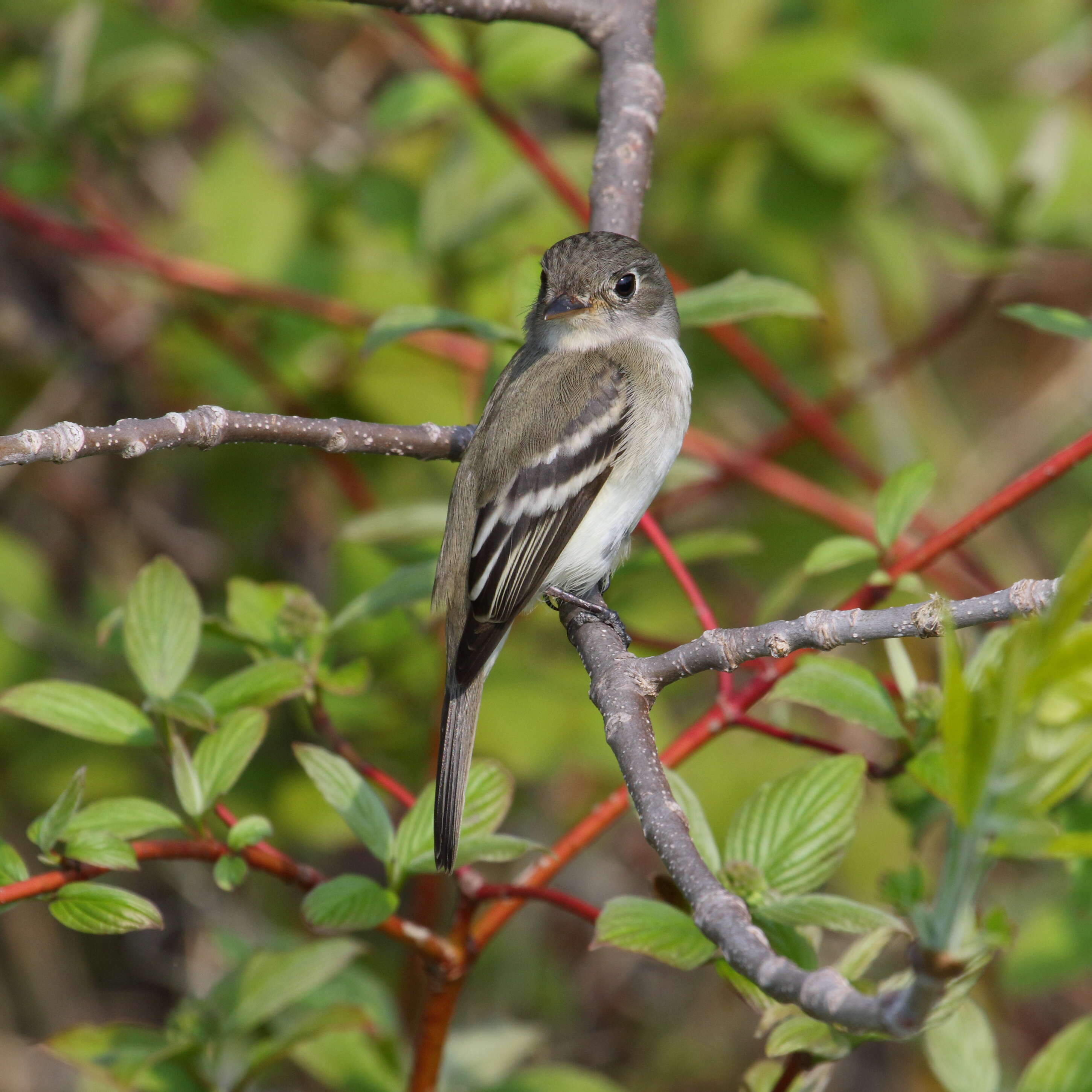 Image of Least Flycatcher