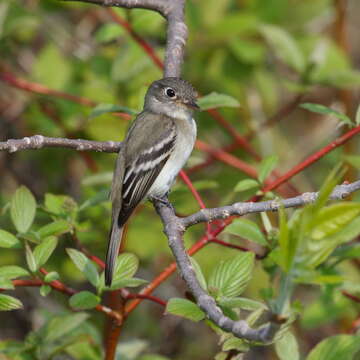 Imagem de Empidonax minimus (Baird, WM, Baird & SF 1843)