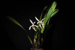 Imagem de Cattleya iricolor Rchb. fil.