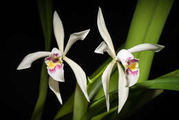 Imagem de Cattleya iricolor Rchb. fil.