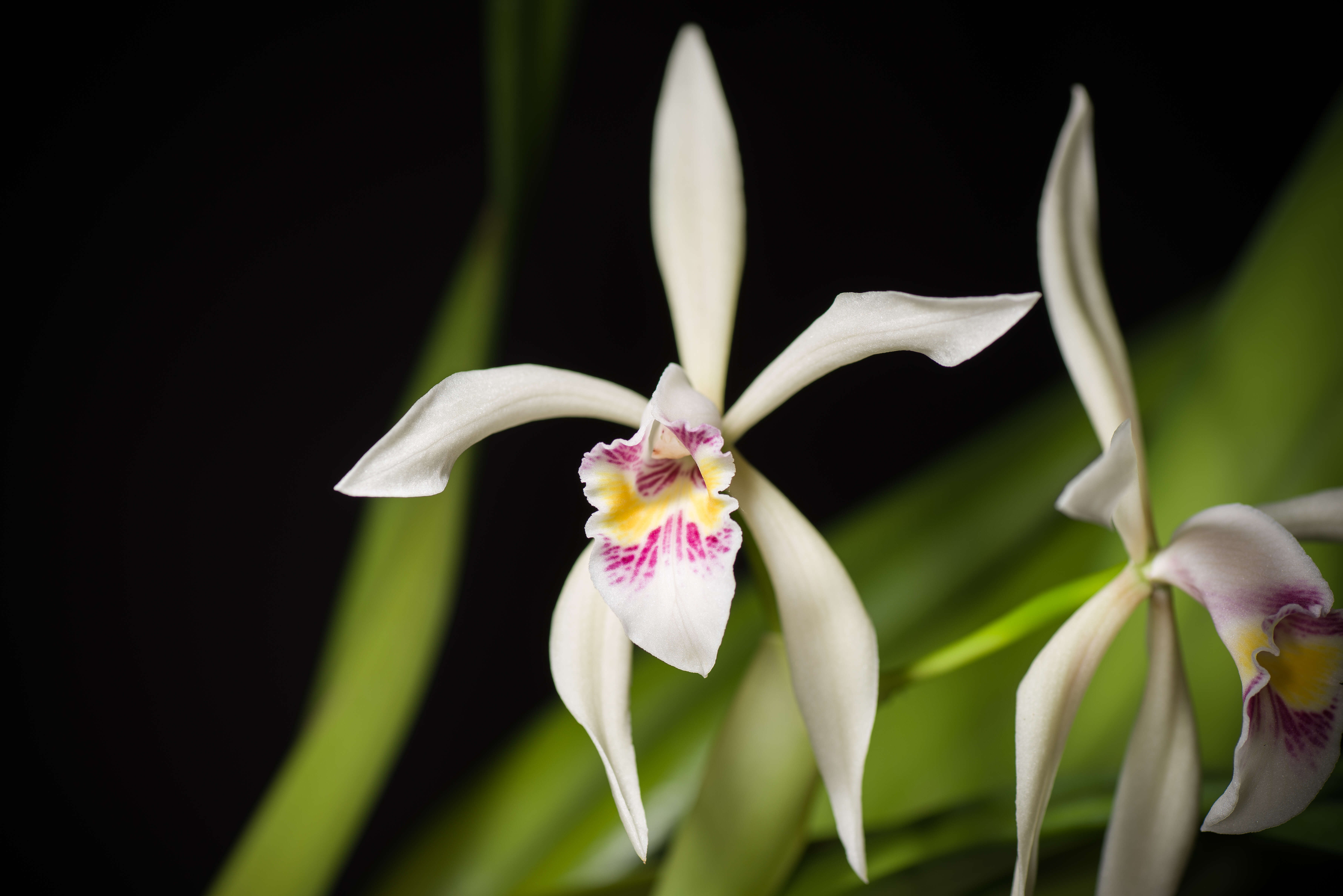 Imagem de Cattleya iricolor Rchb. fil.