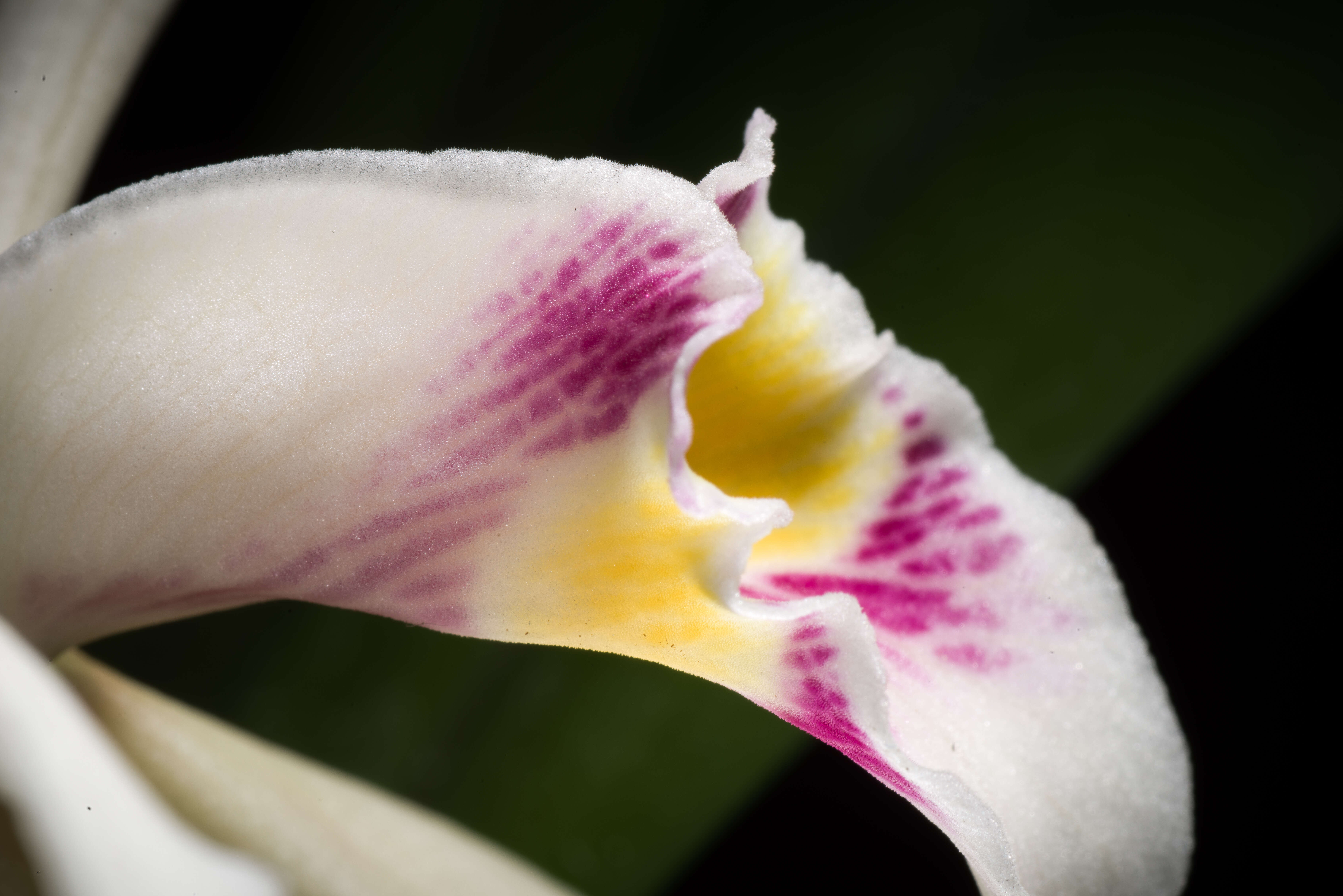 Imagem de Cattleya iricolor Rchb. fil.