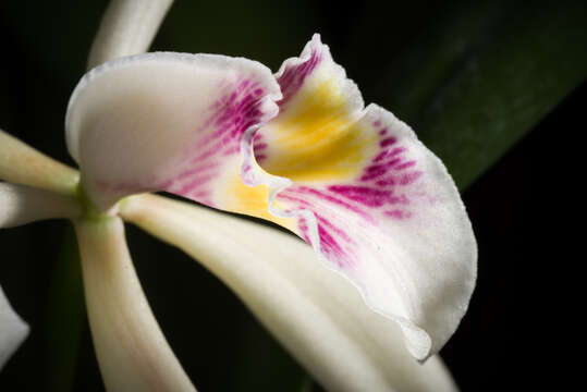 Image of Cattleya iricolor Rchb. fil.