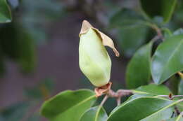 Image of southern magnolia