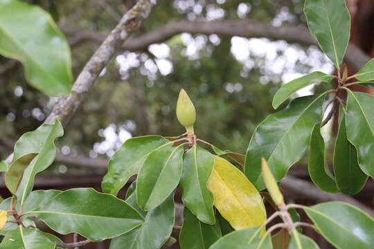 Image of southern magnolia