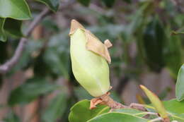 Image of southern magnolia