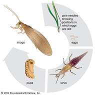 Image of brown lacewings