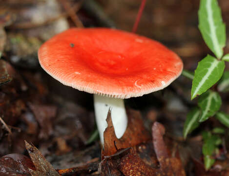 Russula nobilis Velen. 1920 resmi