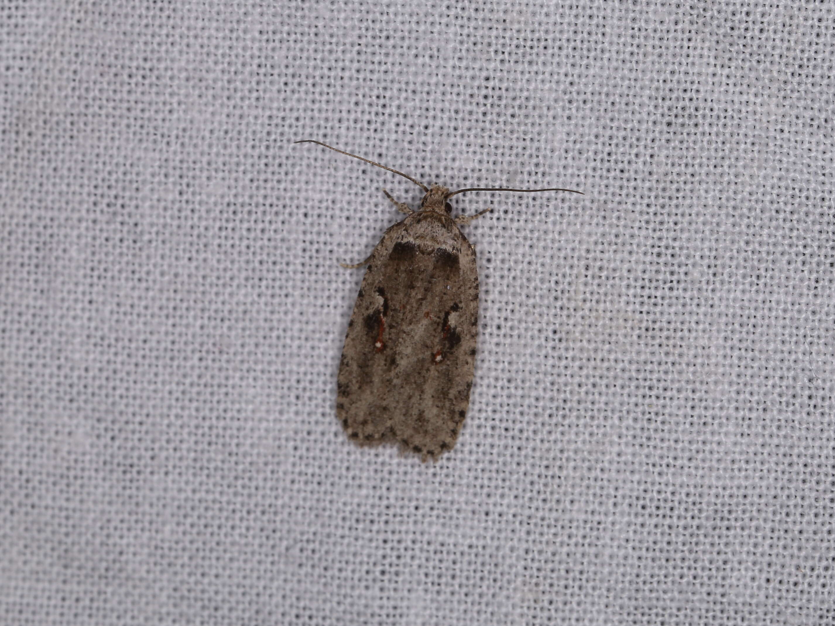 Image of Agonopterix ocellana Fabricius 1775