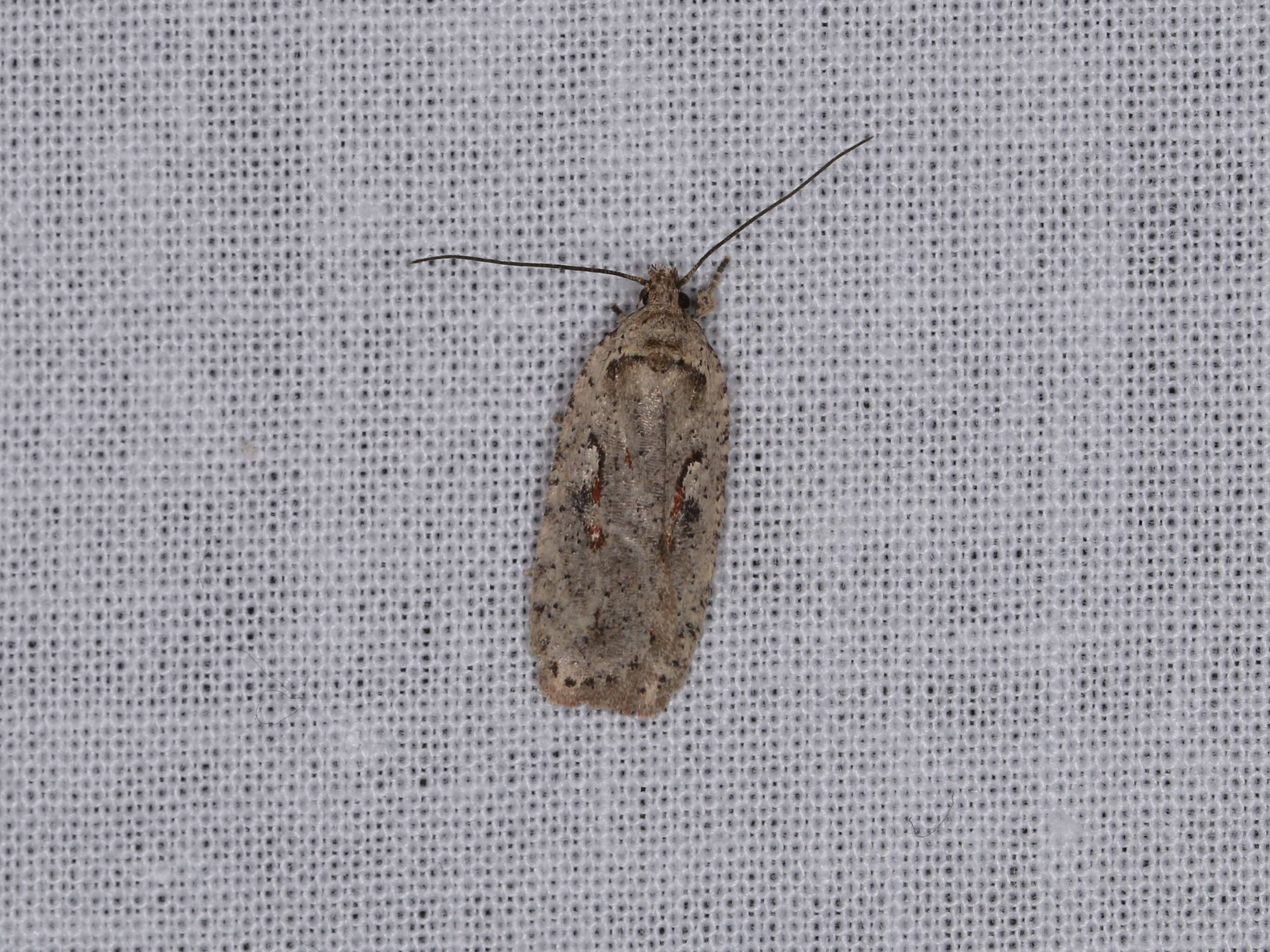 Imagem de Agonopterix ocellana Fabricius 1775